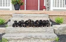 German Shepherd Puppies - Photo 3