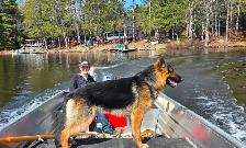 German Shepherd Puppies - Photo 6