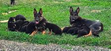 German Shepherd Puppies - Photo 7