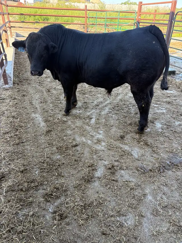 Limousin bull
