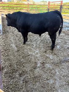 Limousin bull - Photo 2