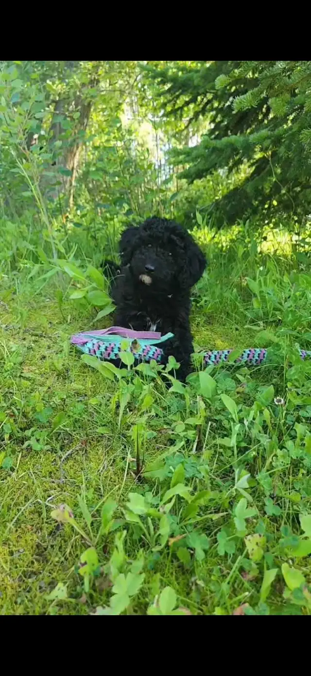 Moyen Poodle Puppy