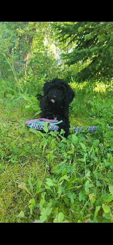 Moyen Poodle Puppy