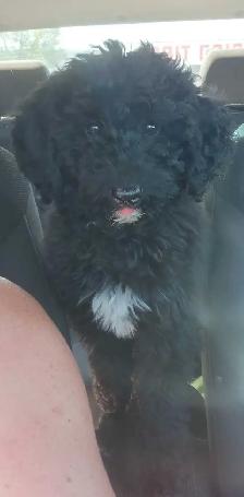 Moyen Poodle Puppy - Photo 2