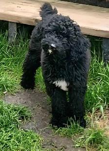 Moyen Poodle Puppy - Photo 3