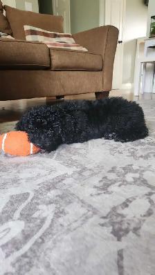 Moyen Poodle Puppy - Photo 4