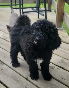 Moyen Poodle Puppy - Photo 5