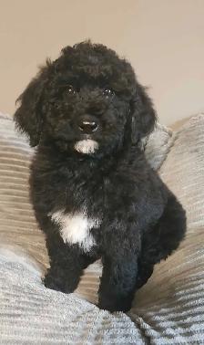 Moyen Poodle Puppy - Photo 6