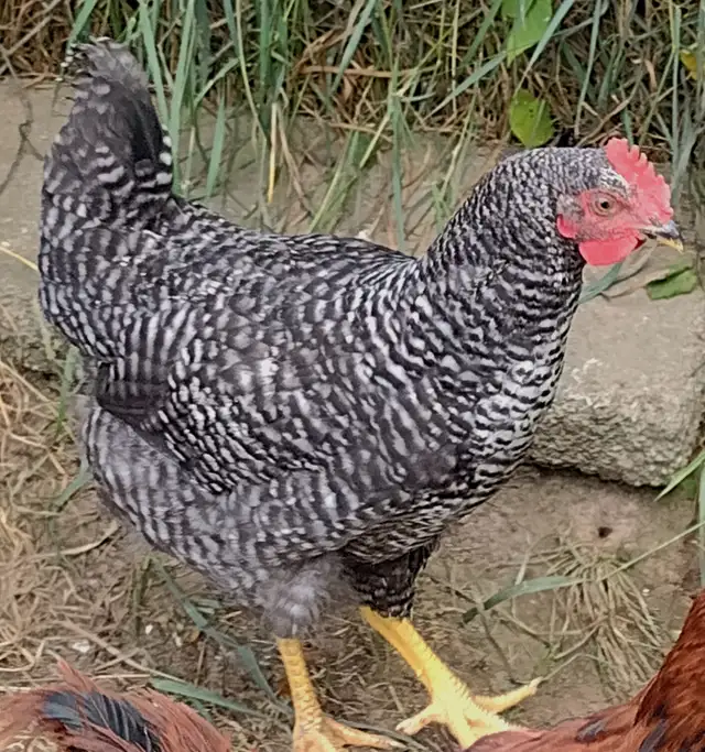 Young Roosters for Sale – Hatched April 28, 2026