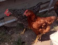 Young Roosters for Sale – Hatched April 28, 2026 - Photo 3