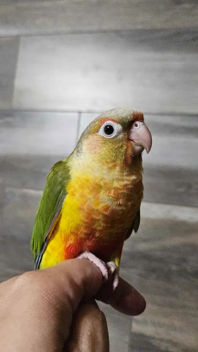 Female Conure Baby