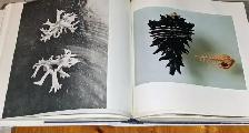 THE SHELL Large BOOK Coffee Table KEEPSAKE Decor ART Photography - Photo 2