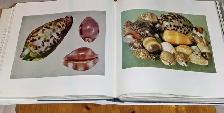 THE SHELL Large BOOK Coffee Table KEEPSAKE Decor ART Photography - Photo 3