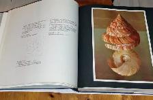 THE SHELL Large BOOK Coffee Table KEEPSAKE Decor ART Photography - Photo 4