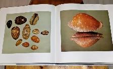 THE SHELL Large BOOK Coffee Table KEEPSAKE Decor ART Photography - Photo 5