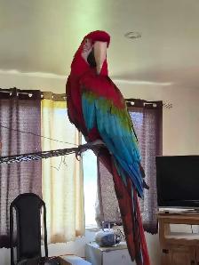 Ara Chloroptere - Photo 2
