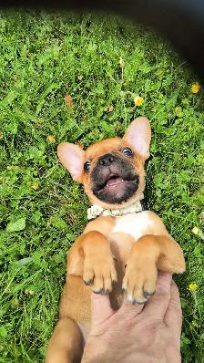 bouledogue Français
