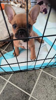 bouledogue Français - Photo 2