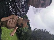 bouledogue Français - Photo 3