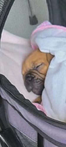 bouledogue Français - Photo 4