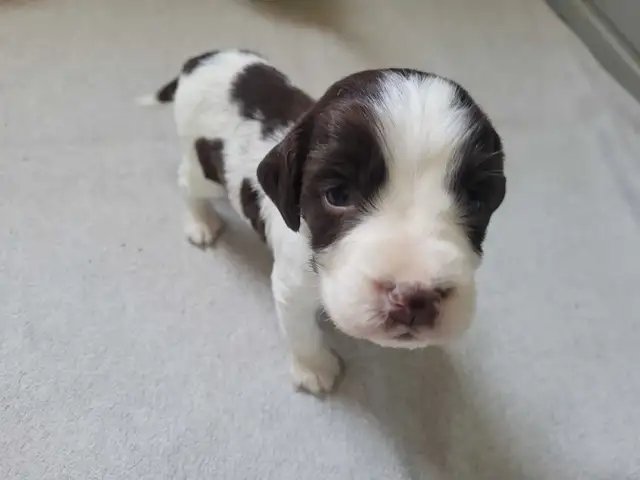 English Springer Spaniel Puppies
