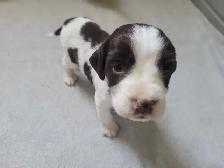 English Springer Spaniel Puppies