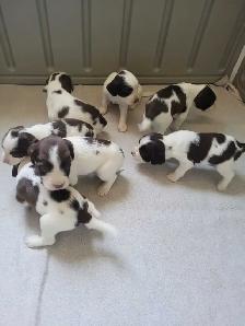 English Springer Spaniel Puppies - Photo 2