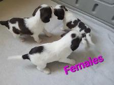 English Springer Spaniel Puppies - Photo 3