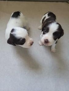 English Springer Spaniel Puppies - Photo 4