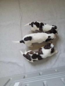 English Springer Spaniel Puppies - Photo 5