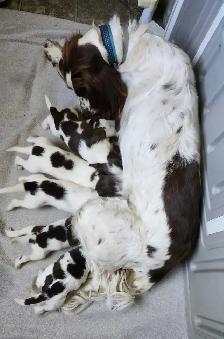 English Springer Spaniel Puppies - Photo 6