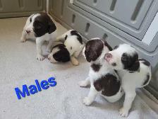 English Springer Spaniel Puppies - Photo 7