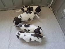 English Springer Spaniel Puppies - Photo 8