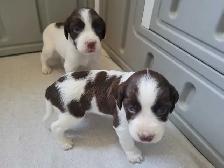 English Springer Spaniel Puppies - Photo 9