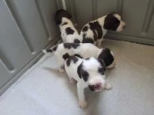 English Springer Spaniel Puppies - Photo 10