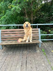 Golden Retriever for Sale - Photo 2