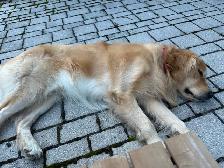 Golden Retriever for Sale - Photo 3