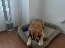 Golden Retriever for Sale - Photo 4
