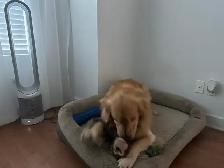 Golden Retriever for Sale - Photo 5