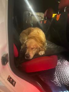 Golden Retriever for Sale - Photo 6