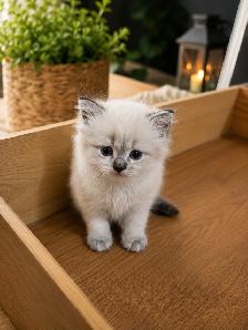 Chaton Ragdoll