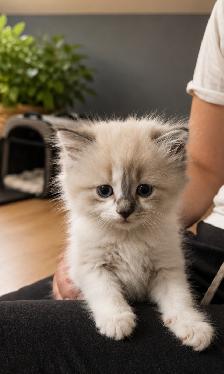 Chaton Ragdoll - Photo 2