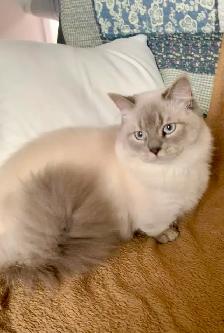 Chaton Ragdoll - Photo 3