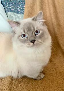 Chaton Ragdoll - Photo 4