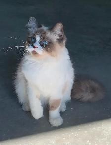Chaton Ragdoll - Photo 5