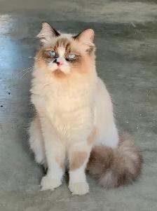 Chaton Ragdoll - Photo 6