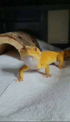 Mandarin Tangerine Leopard Gecko - Photo 2
