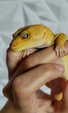 Mandarin Tangerine Leopard Gecko - Photo 3