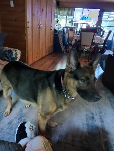 Recherche famille pour mon Berger allemand de 7 ans - Photo 2