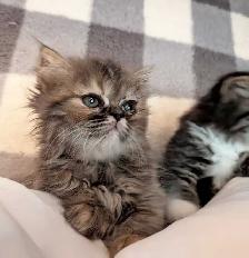 magnifiques chatons persan - Photo 2